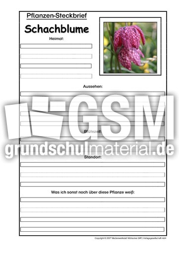 Pflanzensteckbrief-Schachblume.pdf